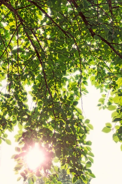 Feuilles d'arbres rétro-éclairées — Photo