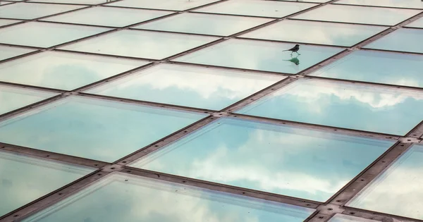 Serçe cam bir çatı üzerinde