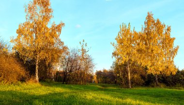 Parkta sonbahar ağaçları
