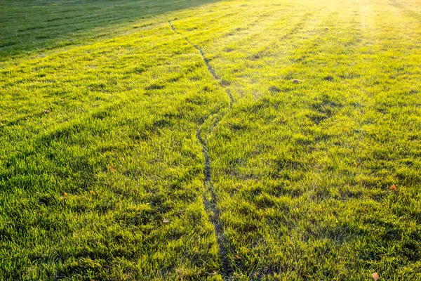 Trawnik w promieniach słońca — Zdjęcie stockowe