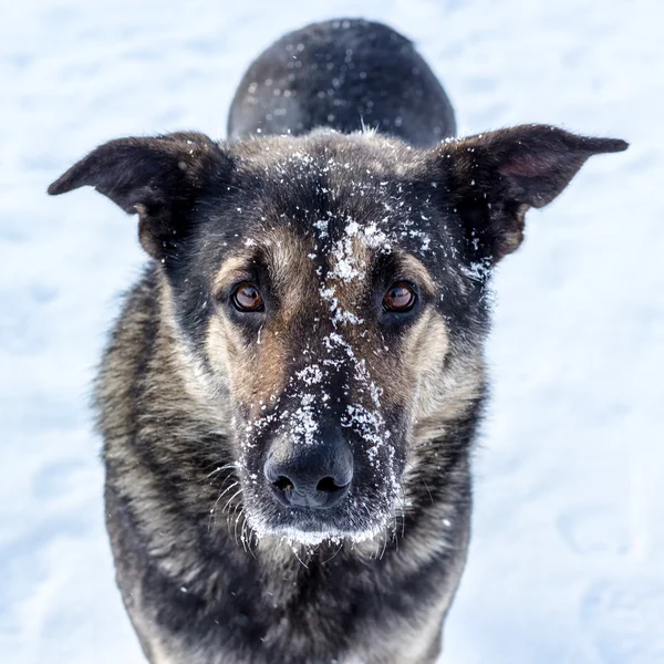 Stray dog in winter — Stock Photo, Image
