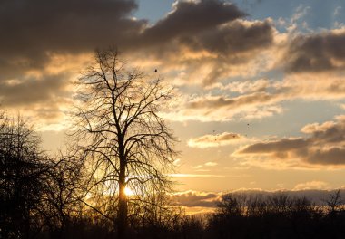 ağaçlarının Silhouettes