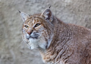 Amerikan bobcat