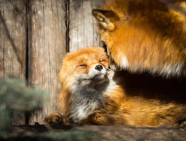 Пара красных лис — стоковое фото