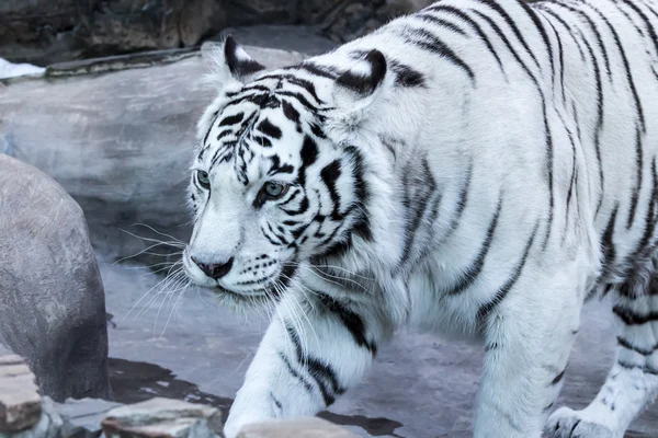 White Benagal  tiger — Stock Photo, Image