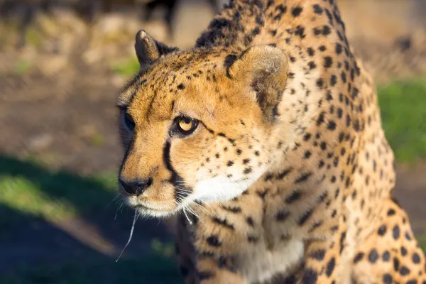 Cheetah — Stock Photo, Image