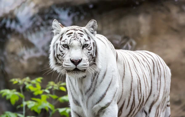 White Bengal tiger — Stock Photo, Image