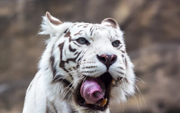 White Bengal tiger — Stock Photo, Image