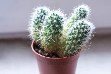 Evdeki küçük kaktüs. Yaklaş.