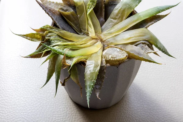 Ölen aloe-vera fabrikası kapanıyor.