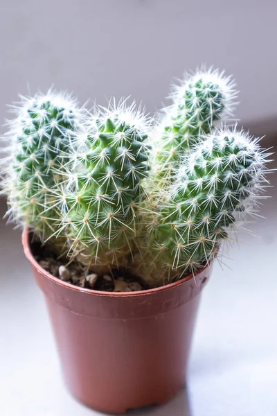 Piccolo Cactus Casa Vicino — Foto Stock