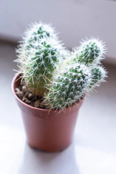 Petit Cactus Maison Gros Plan — Photo