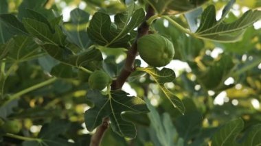 A green fig tree close up 