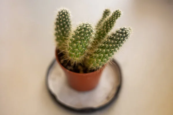 Cactus Maceta Sobre Fondo Blanco —  Fotos de Stock