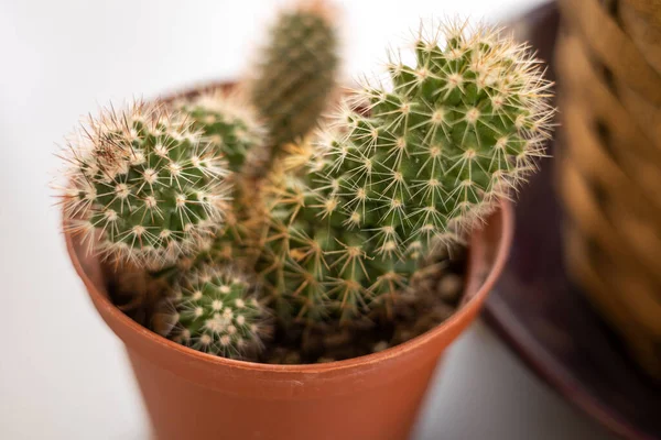 Cactus Dans Pot Sur Fond Blanc — Photo