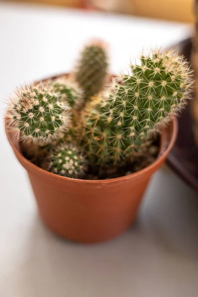Beau Cactus Dans Pot — Photo