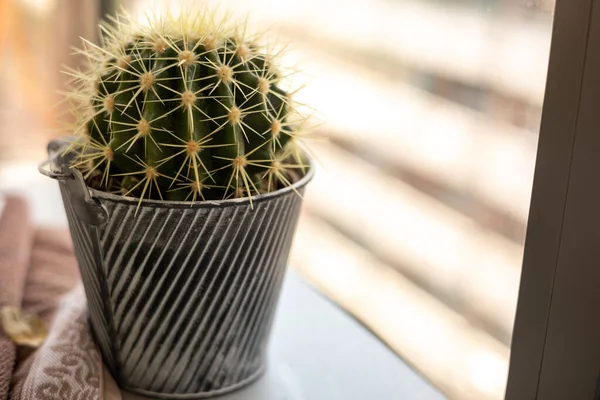 Cactus Dans Pot Sur Fond Blanc — Photo