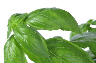 fesleğen, ocimum basilicum