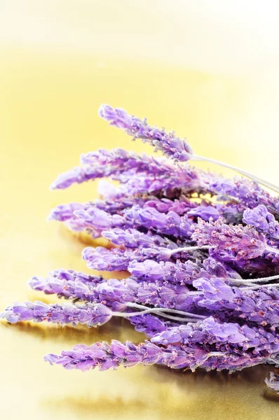 Lavendel — Stockfoto