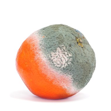 Moldy orange clipart