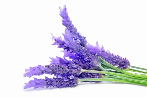 Lavanda — Fotografia de Stock