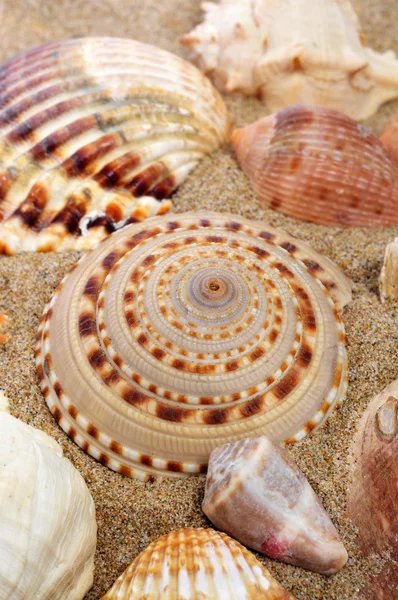 Snäckskal på sanden på en strand — Stockfoto