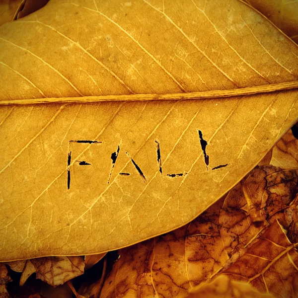 Fall written in autumn leaves — Stock Photo, Image