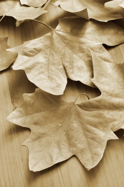 Herbstblätter — Stockfoto