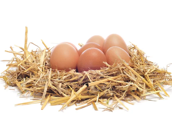 Huevos pardos en un nido — Foto de Stock
