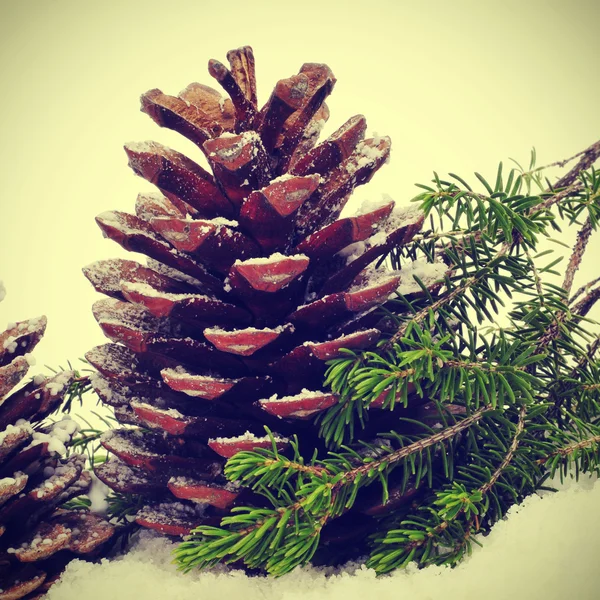 Szyszki sosnowe na śniegu — Zdjęcie stockowe