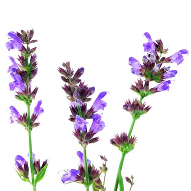 Salvia çiçekleri