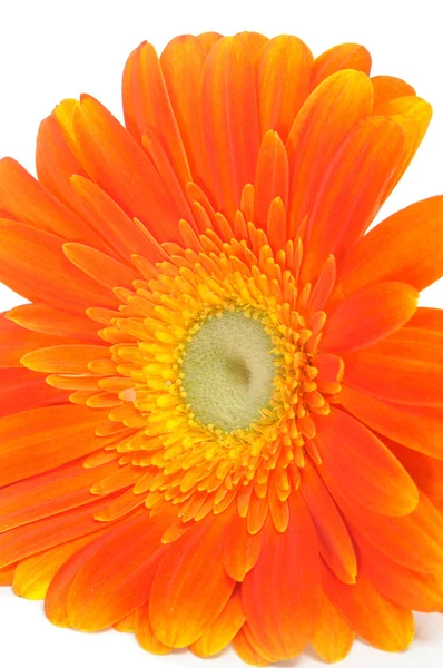 Orangen-Gerbera-Gänseblümchen — Stockfoto