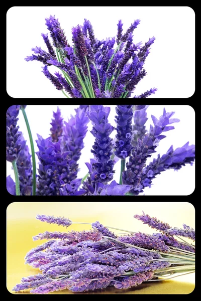 Colagem de lavanda — Fotografia de Stock