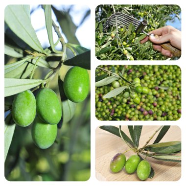 Olive harvesting collage clipart