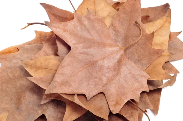 Hojas de otoño —  Fotos de Stock