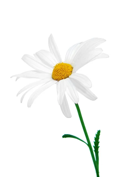 Oxeye daisy — Stock Fotó