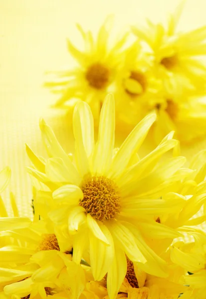 Margaridas gerbera amarelas — Fotografia de Stock