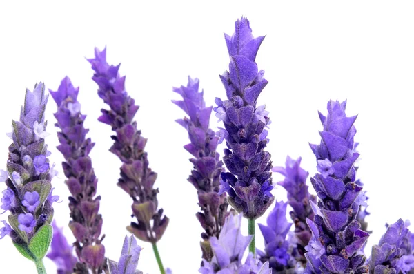 Lavendel — Stockfoto