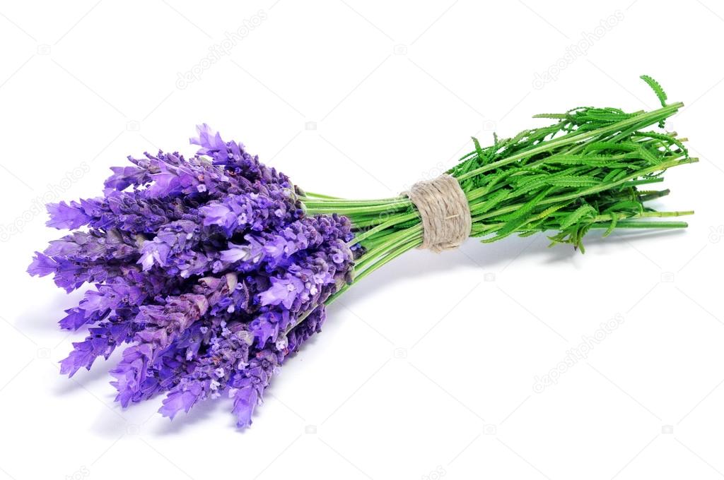 Lavender flowers — Stock Photo © nito103 16306387