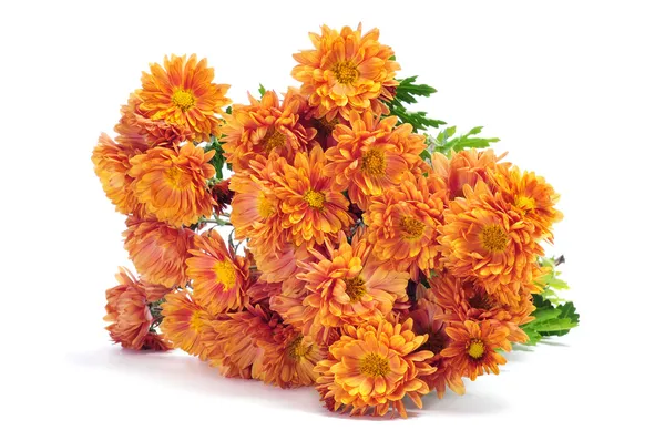 Orange chrysanthemums — Stock Photo, Image