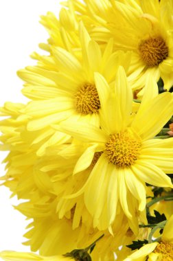 demet sarı gerbera