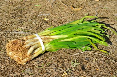 calcots, Katalan tatlı soğan