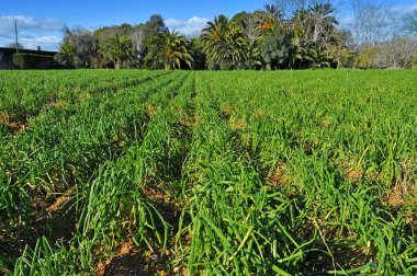 Plantation of calcots, catalan sweet onions clipart