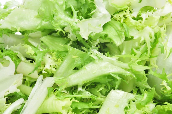 Escarole endive — Stock Photo, Image