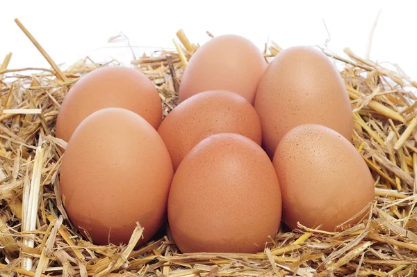 Huevos pardos en un nido — Foto de Stock