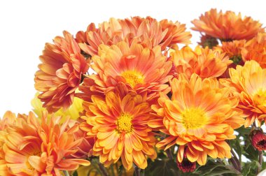 Gerbera'lardan