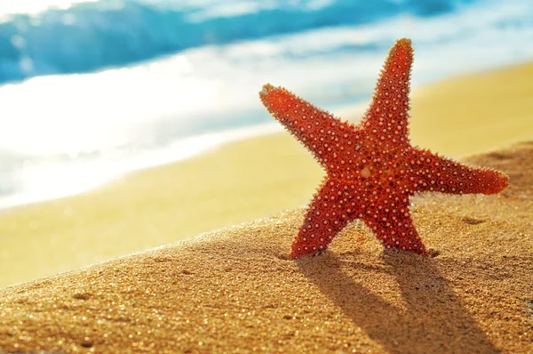 Seastar on the sand of a beach — Stock Photo, Image