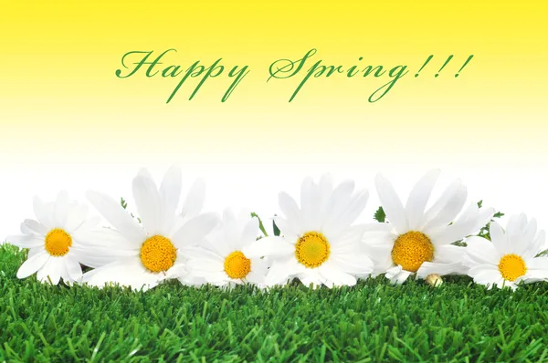 Happy spring — Stock Photo, Image