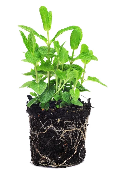 Mint plant — Stock Photo, Image