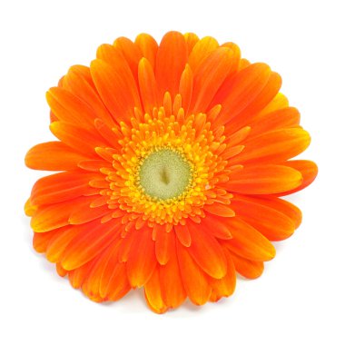 gerbera papatya